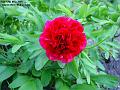 2005-0512peony